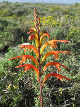 Image of African cornflag