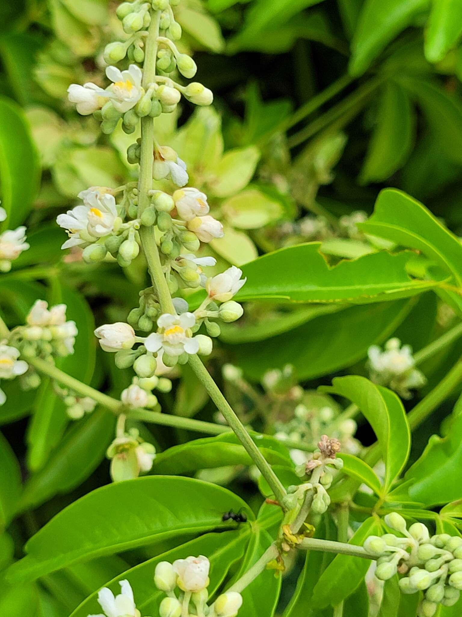 Serjania paucidentata DC. resmi