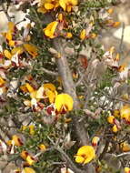 Image of Pultenaea gunnii subsp. tuberculata