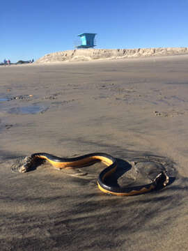 Image of Yellow-bellied sea snake