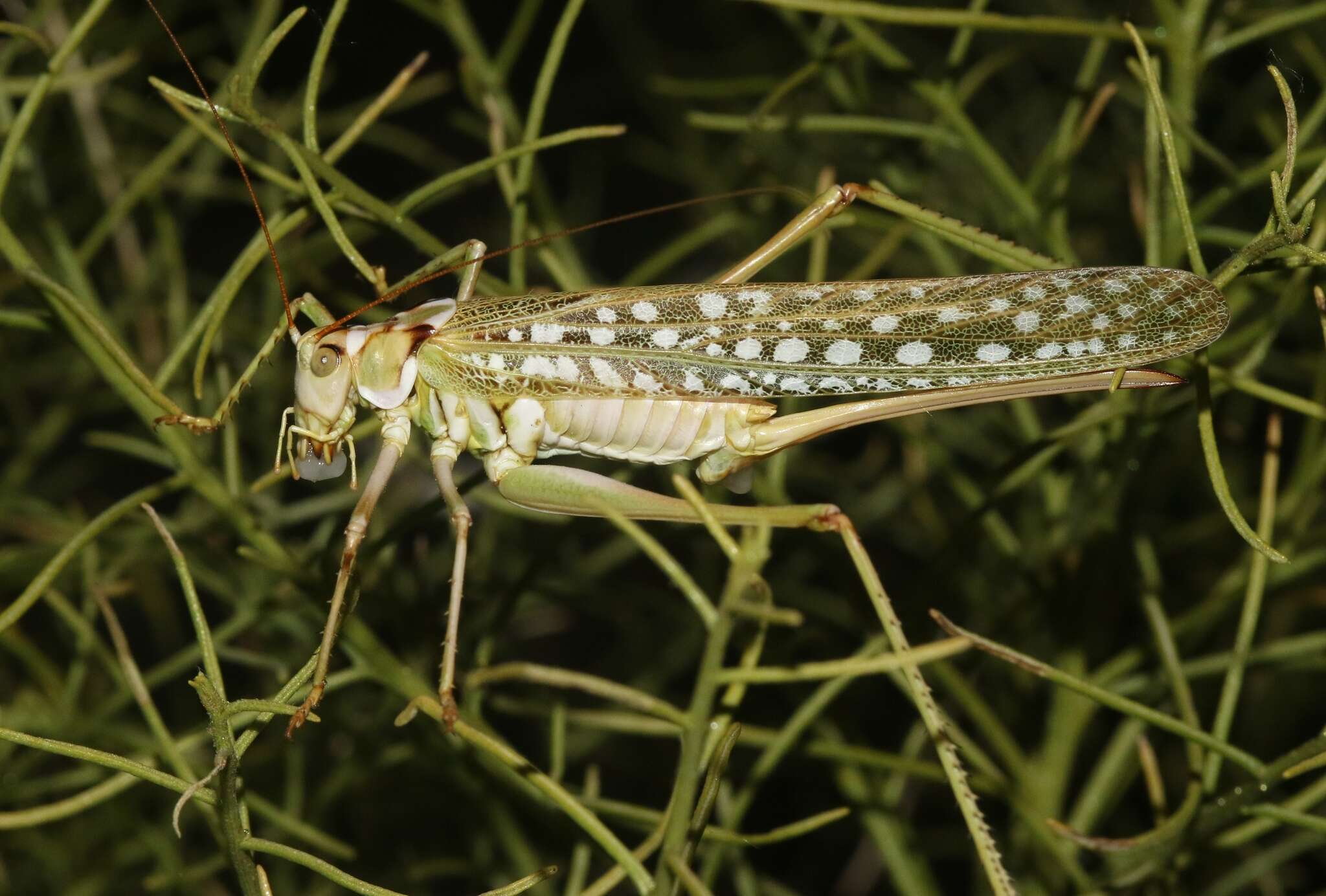 Image of Capnobotes arizonensis (Rehn & J. A. G. 1904)