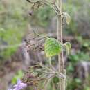 Clinopodium menthifolium subsp. menthifolium resmi