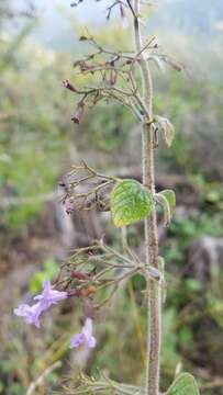 Clinopodium menthifolium subsp. menthifolium resmi