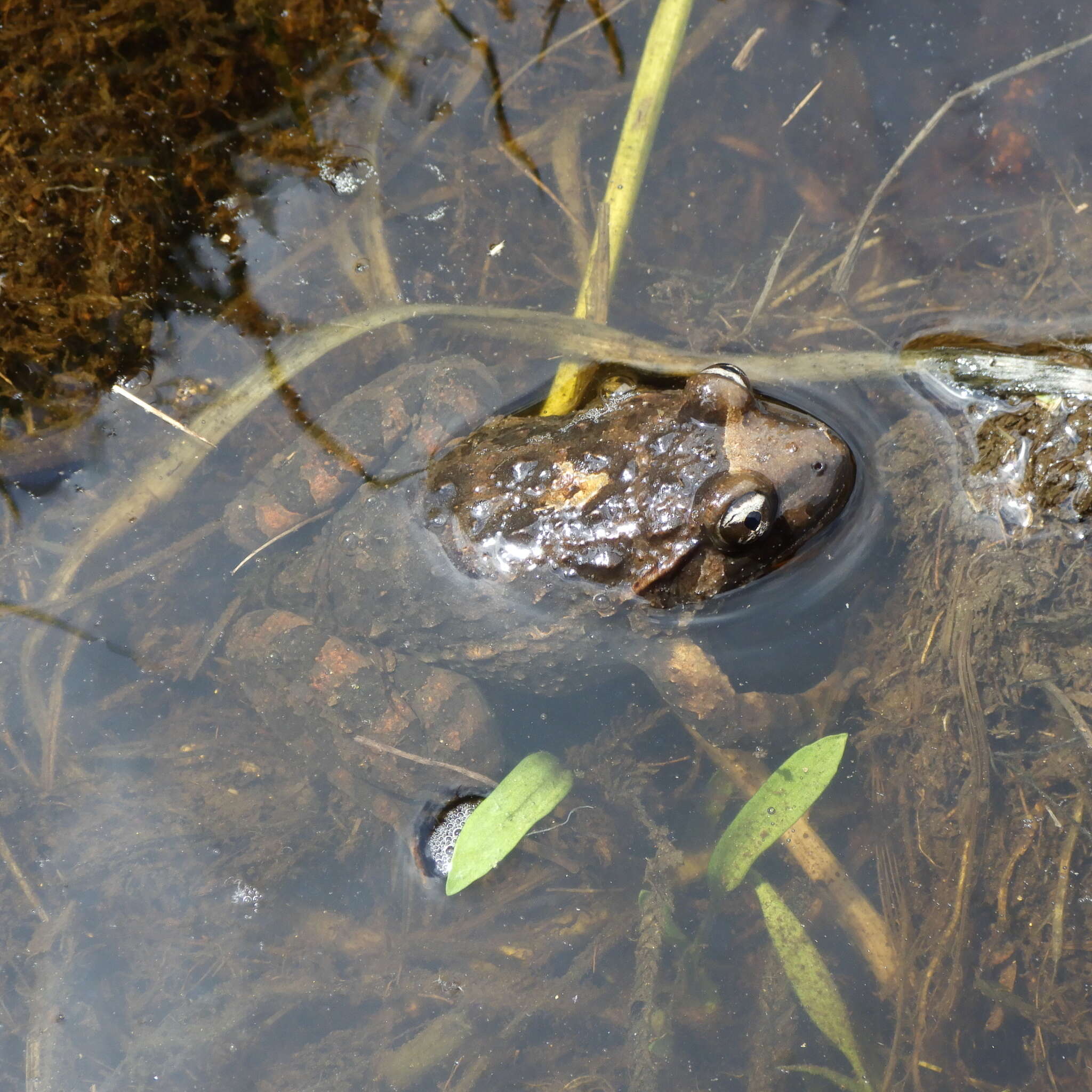 Image of Corsican Painted Frog