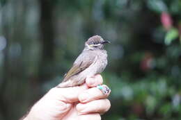 Image of Eungella Honeyeater