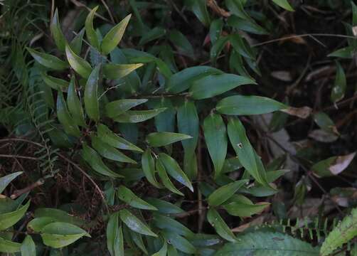 Image of Ripogonum fawcettianum F. Muell. ex Benth.