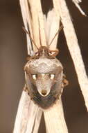 Image of <i>Stagonomus bipunctatus</i>