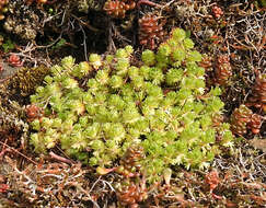 Plancia ëd Saxifraga cespitosa L.