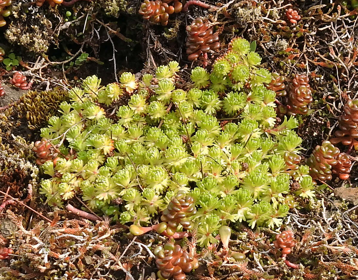 Plancia ëd Saxifraga cespitosa L.