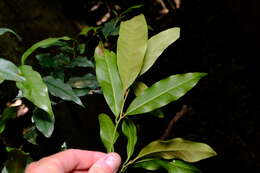 Image of Beilschmiedia elliptica C. T. White