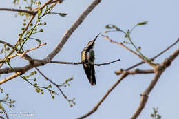 Plancia ëd Anthracothorax veraguensis Reichenbach 1855