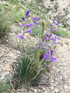 Image of Campanula ptarmicifolia Lam.