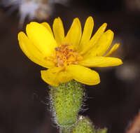 Image of tarweed