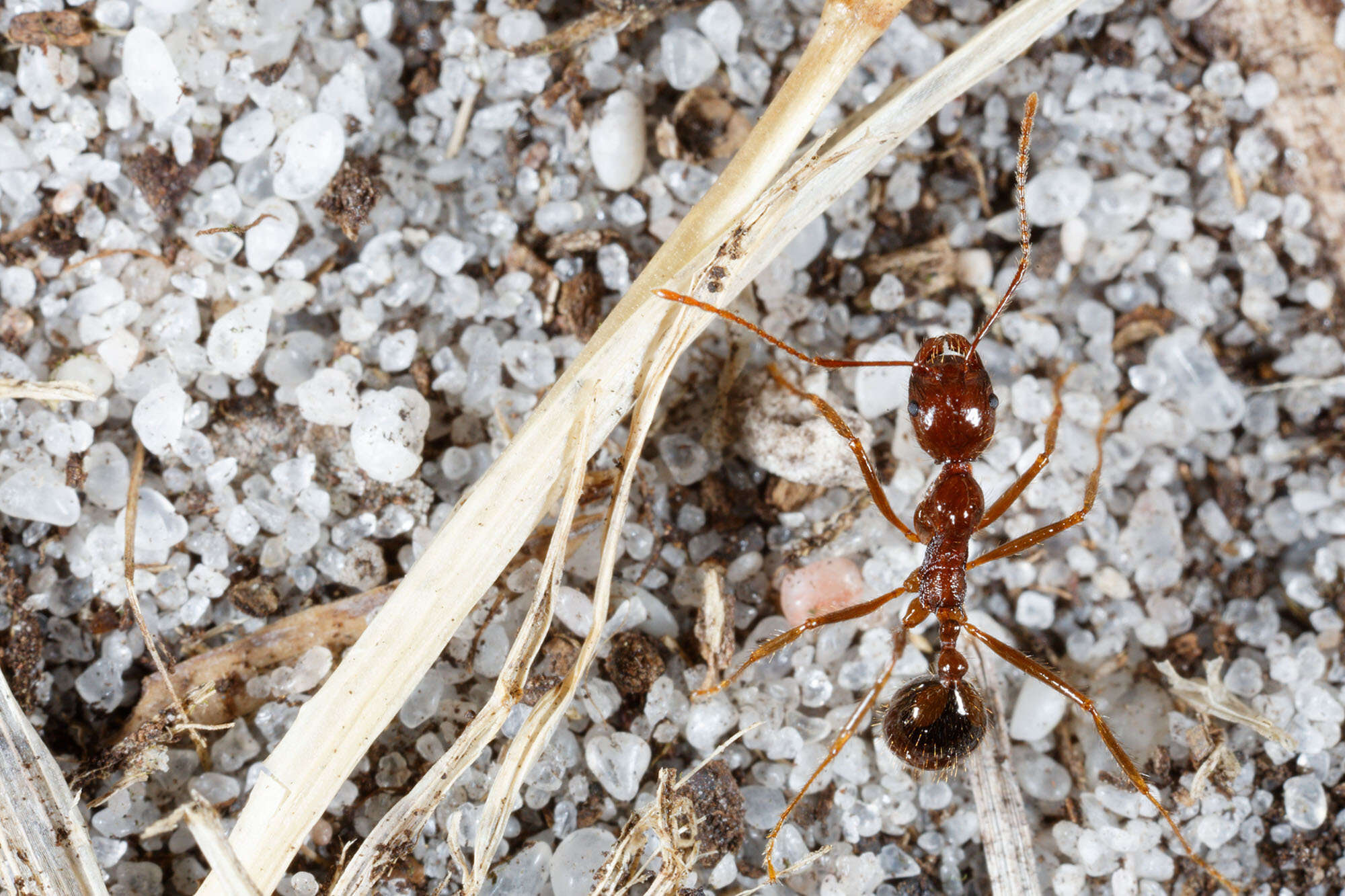 Слика од Aphaenogaster longiceps (Smith 1858)