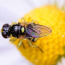 Image of Dalmannia punctata (Fabricius 1794)