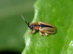 Image of Cephaloleia deficiens Uhmann 1930