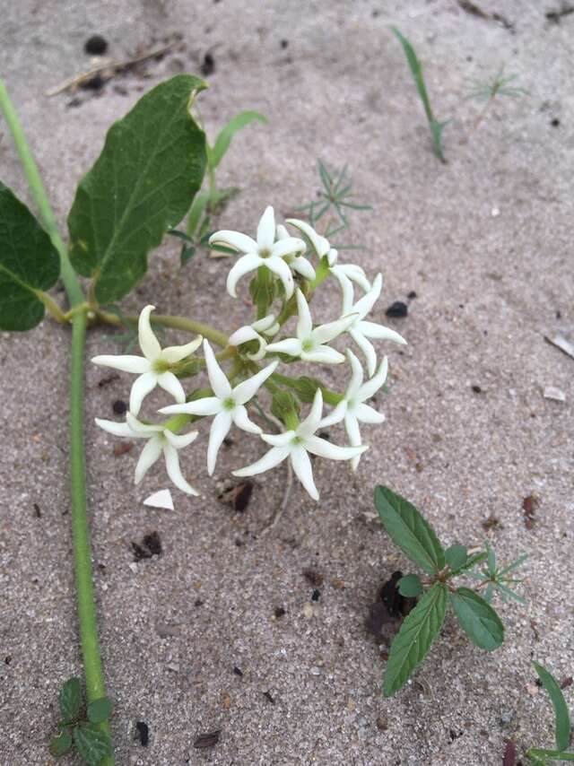 Image of Orthanthera jasminiflora (Decne.) Schinz