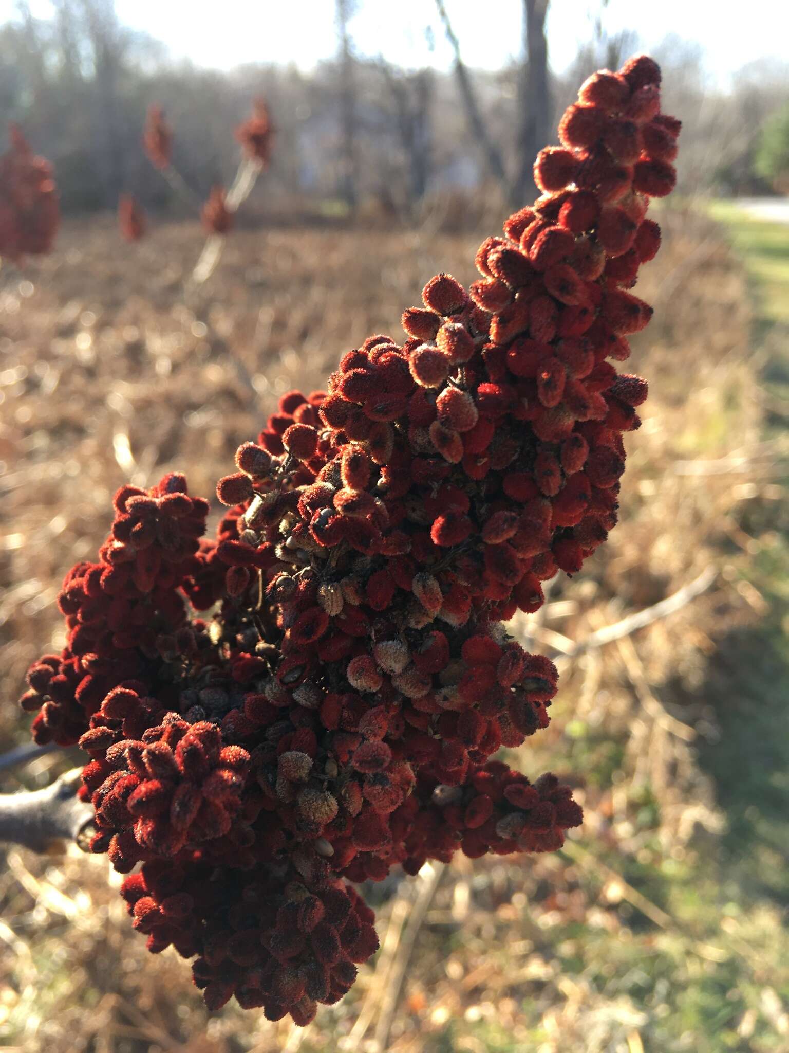 Image of rocky mountain sumac