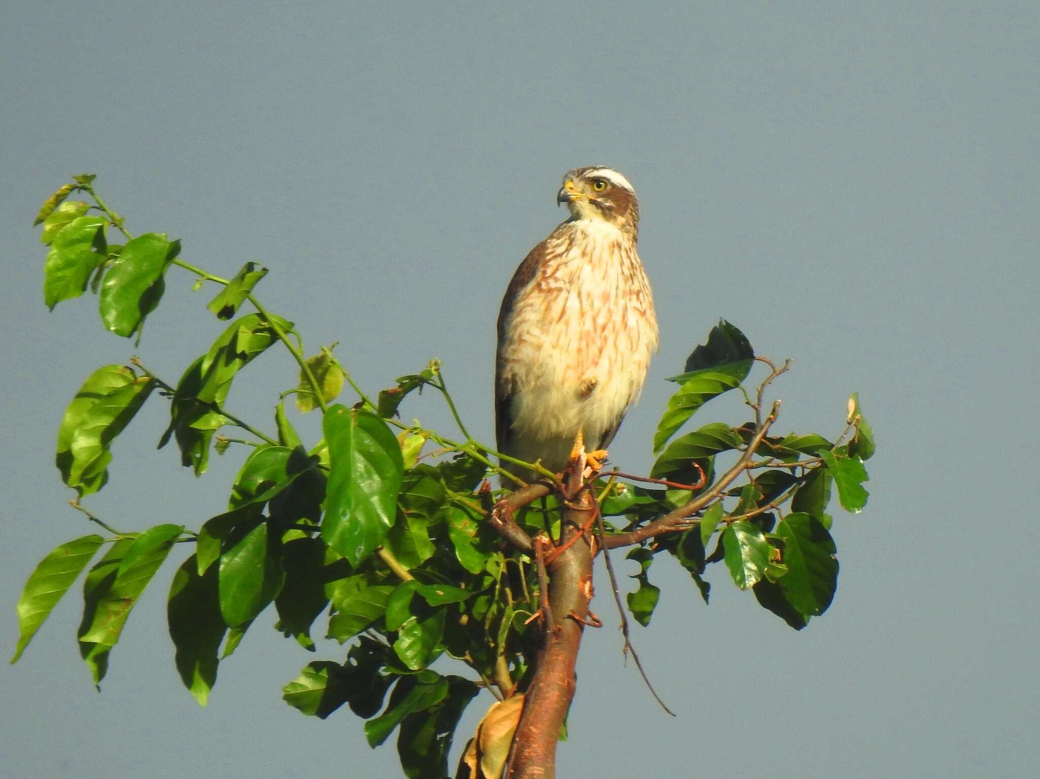 Image of Grey-faced Buzzard