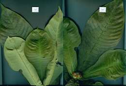 Image of Psychotria chitariana Dwyer & C. W. Ham.