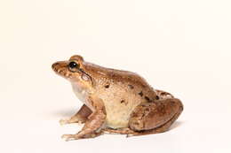 Sivun Leptodactylus wagneri (Peters 1862) kuva