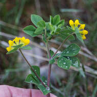 Слика од Lotus ornithopodioides L.