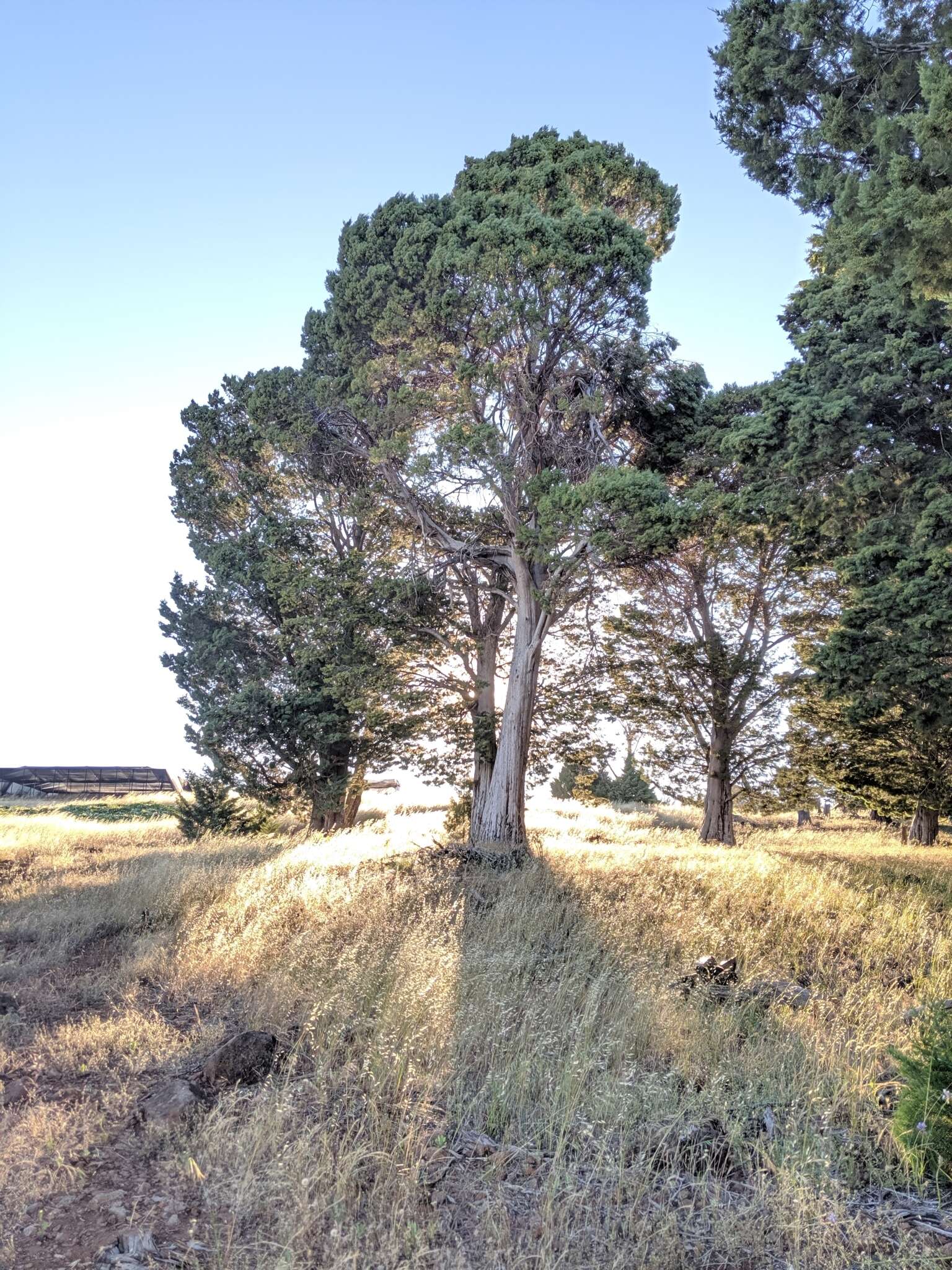 Plancia ëd Cupressus guadalupensis S. Watson