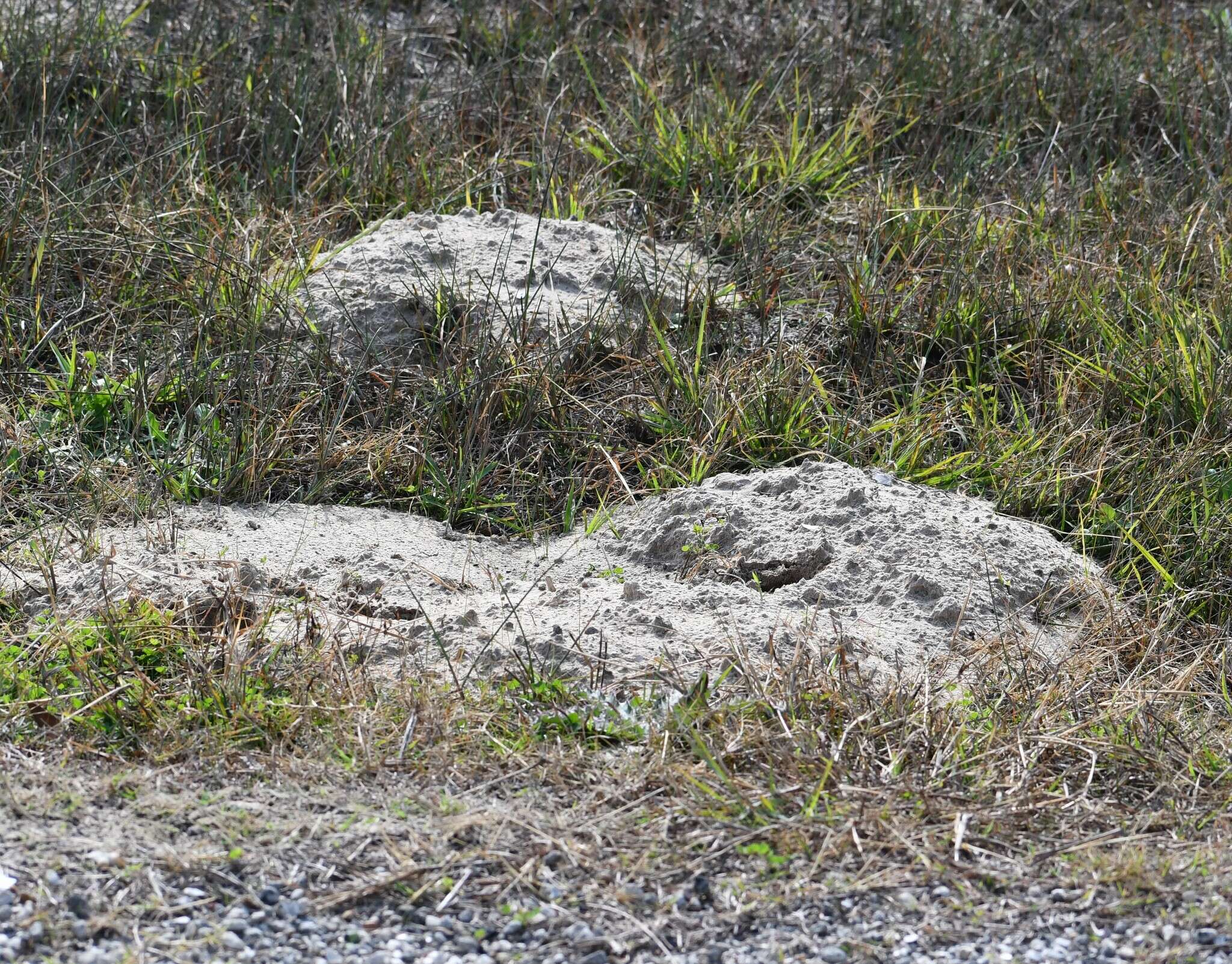 Image of Texas Pocket Gopher