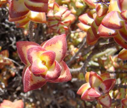 Image of Concertina plant