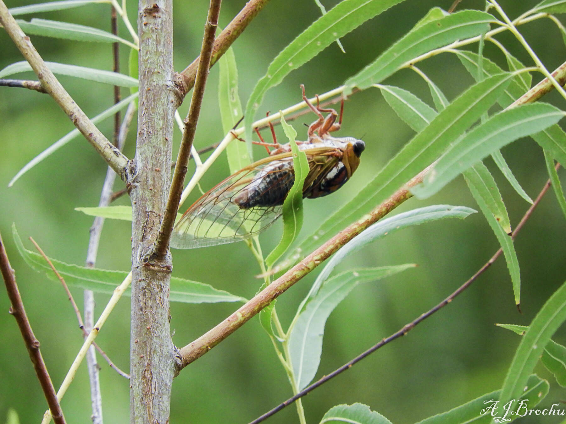 Imagem de <i>Megatibicen pronotalis walkeri</i>