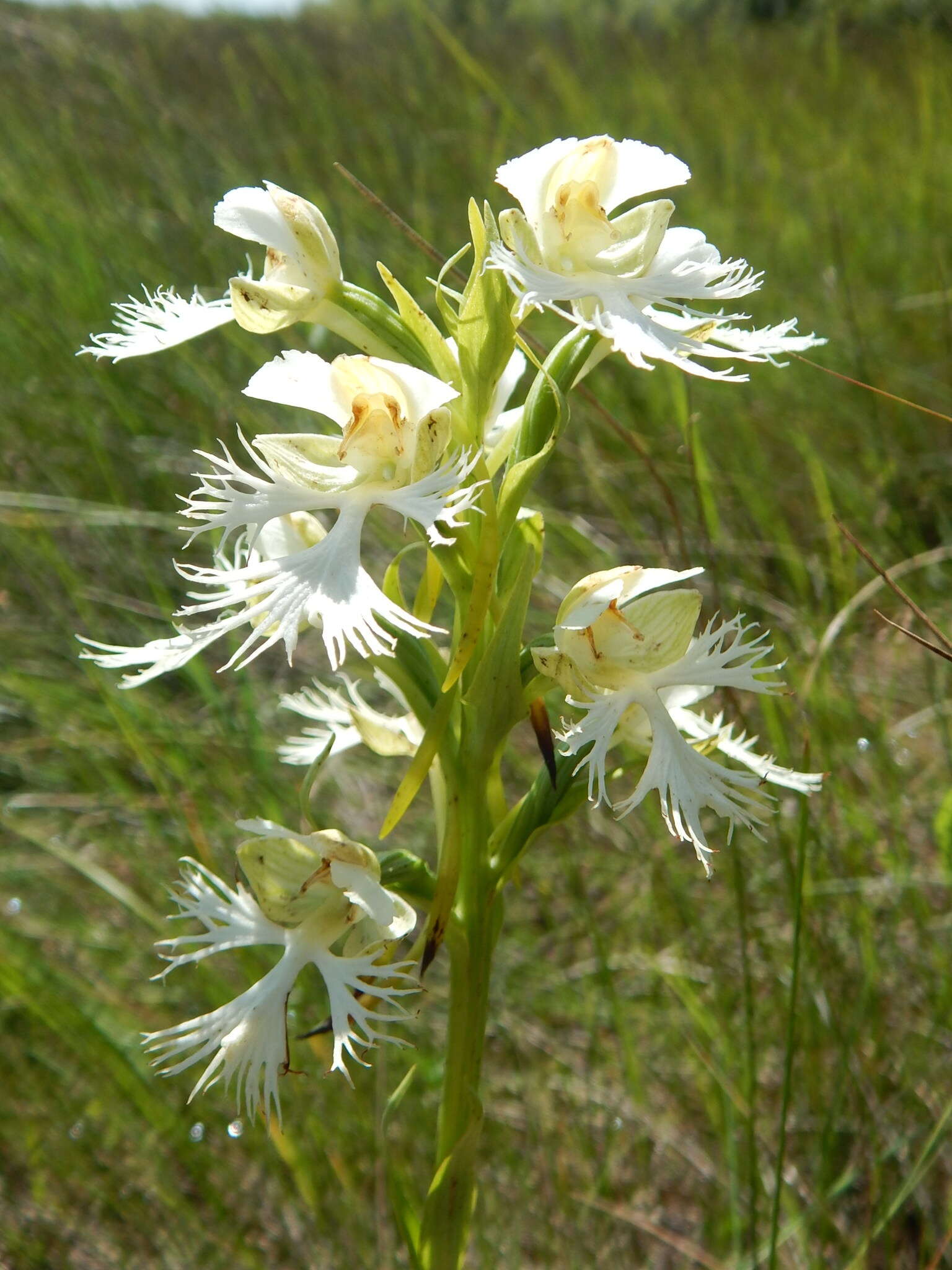 Image of Western prairie fringed orchid