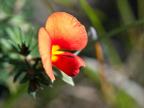 Image of Dwarf Wedge-pea