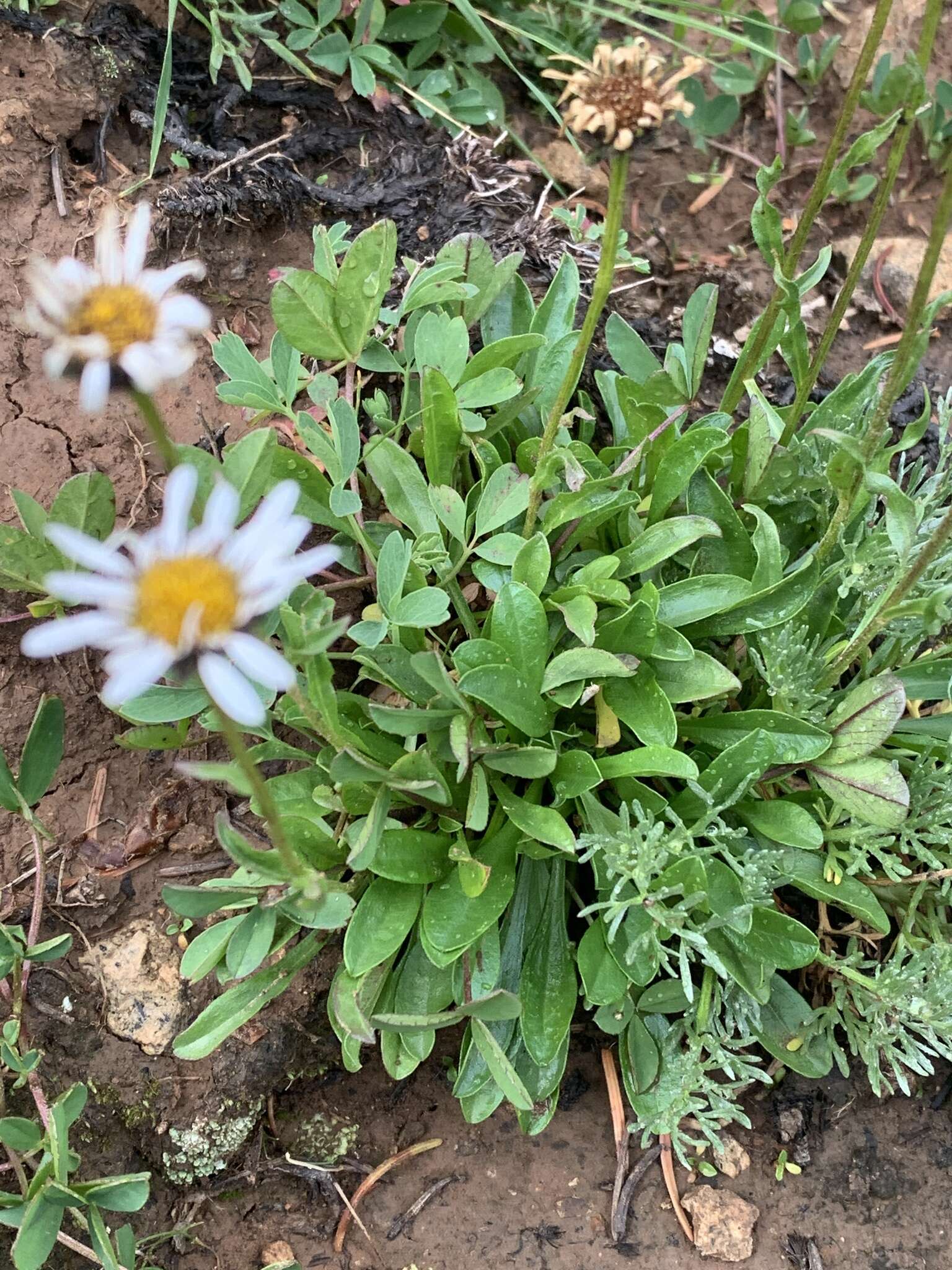 Image of blackhead fleabane