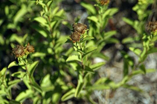 Image of Pentanema spiraeifolium (L.) D. Gut. Larr., Santos-Vicente, Anderb., E. Rico & M. M. Mart. Ort.