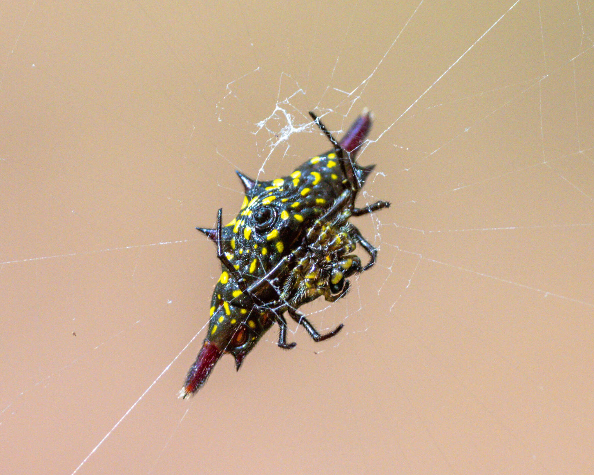 Image of Gasteracantha frontata Blackwall 1864