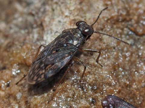 Image of common shorebug