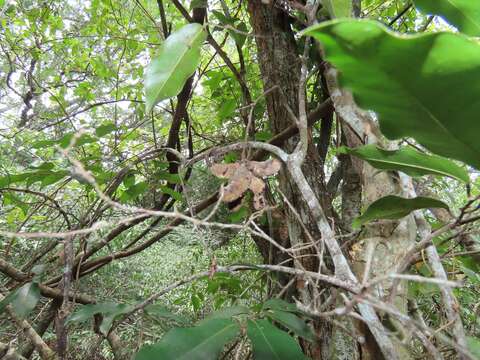 Image of Uvaria lucida subsp. virens (N. E. Br.) Verdc.