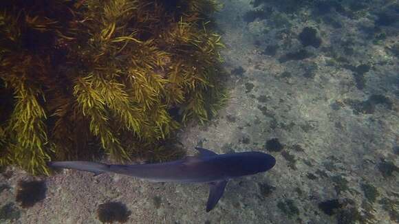 Image of Dusky Shark