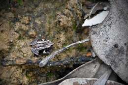 Image of Glauert's Froglet