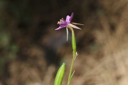 Plancia ëd Clarkia stellata Mosquin