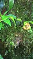 Image of Utricularia praetermissa P. Taylor