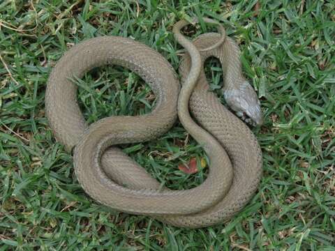 Image of Natrix astreptophora algerica (Hecht 1930)