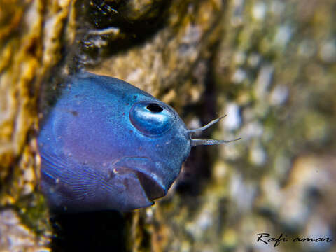 Image of Red Sea Mimic Blenny