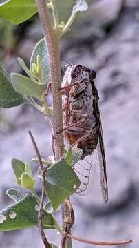 Image of Cicada barbara (Stal 1866)