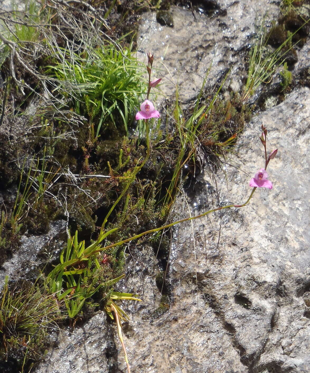 Image of Disa racemosa L. fil.