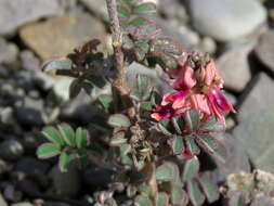 Plancia ëd Indigofera alternans DC.