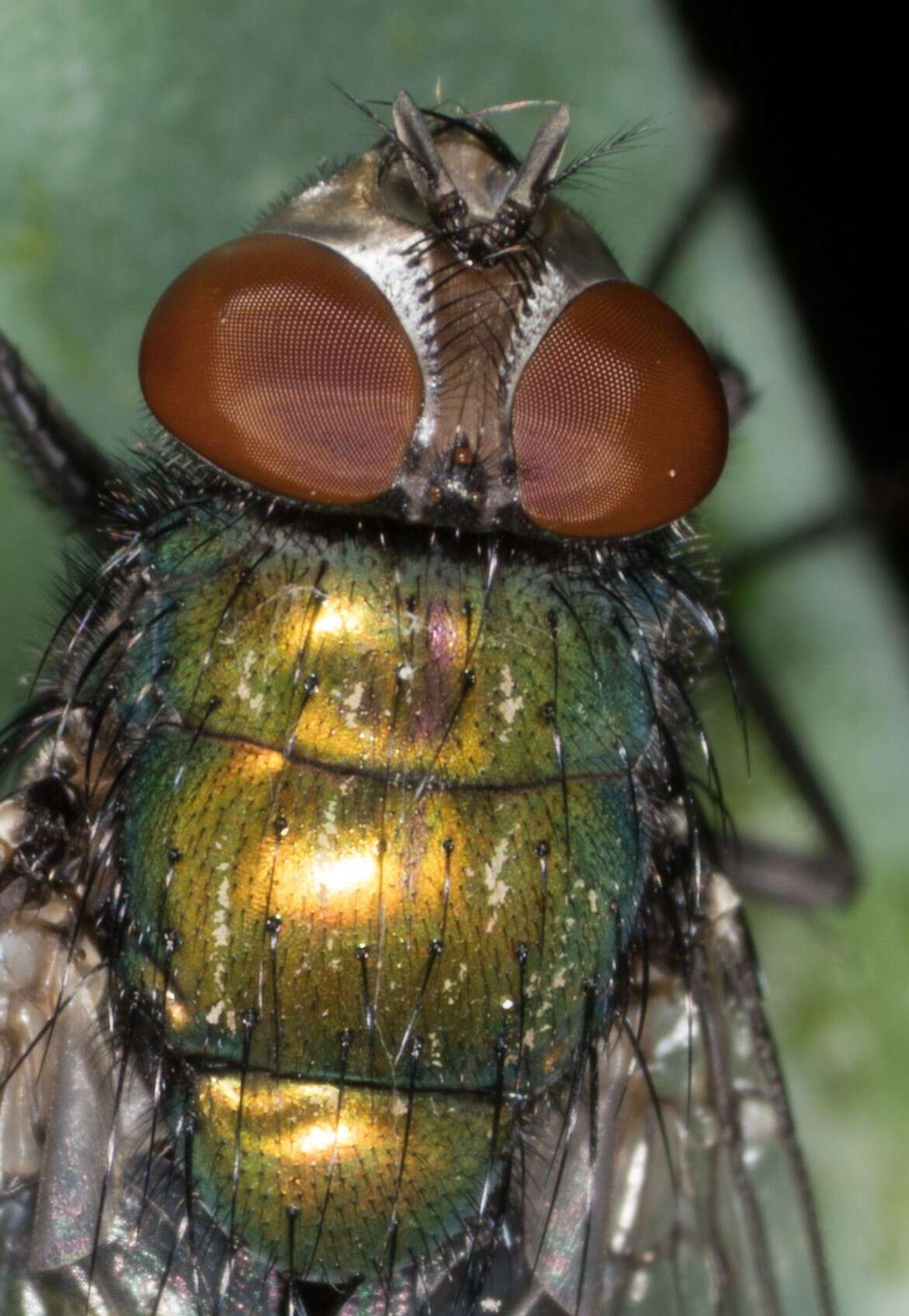 Image of green blowfly