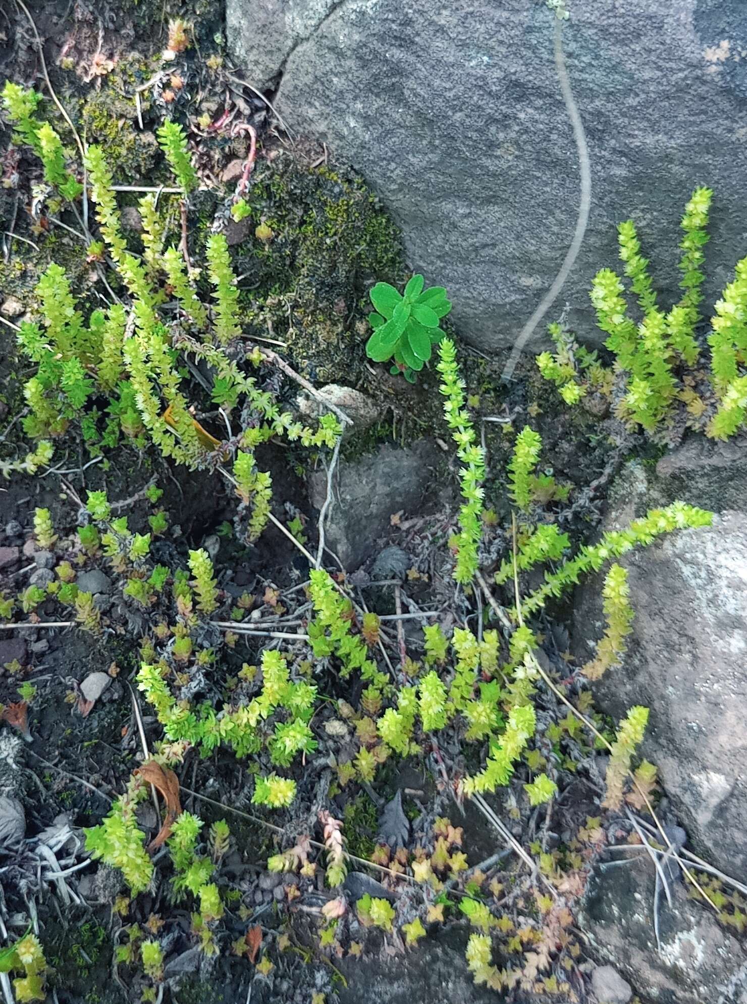 Слика од Crassula lanceolata (Eckl. & Zeyh.) Endl. ex Walp.