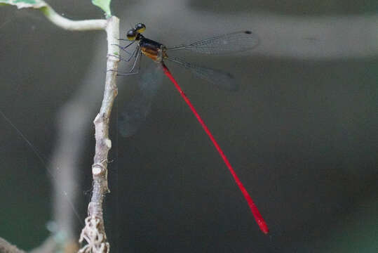 Image of Heteragrion erythrogastrum Selys 1886