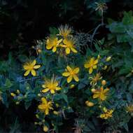 Image of Hypericum hircinum L.